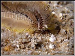 This fireworm was moving really fast across the sand. I h... by Yves Antoniazzo 